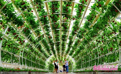 第二十四届中国(寿光)国际蔬菜科技博览会开幕，新增夜游项目点亮菜博盛宴